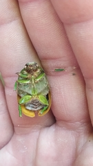 Stethaspis suturalis