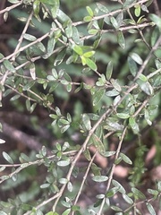 Coprosma obconica
