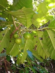 Vangueria madagascariensis