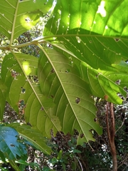 Vangueria madagascariensis