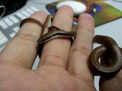 Liopeltis tricolor