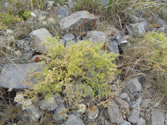 Cymopterus terebinthinus albiflorus
