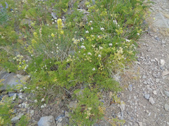 Cymopterus terebinthinus albiflorus