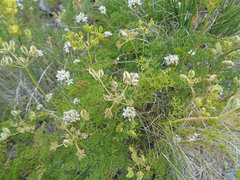 Cymopterus terebinthinus albiflorus
