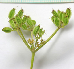 Cymopterus terebinthinus albiflorus