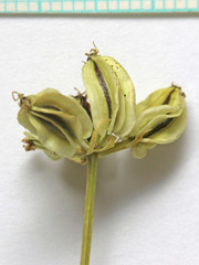 Cymopterus terebinthinus albiflorus