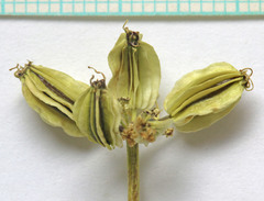 Cymopterus terebinthinus albiflorus