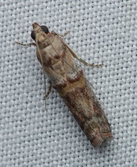 Hypargyria metalliferella