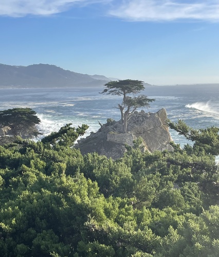 Monterey Cypress