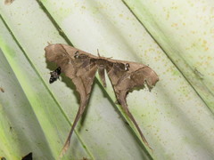 Copiopteryx sonthonnaxi