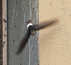 Apus affinis theresae