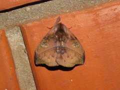Hylesia rufex