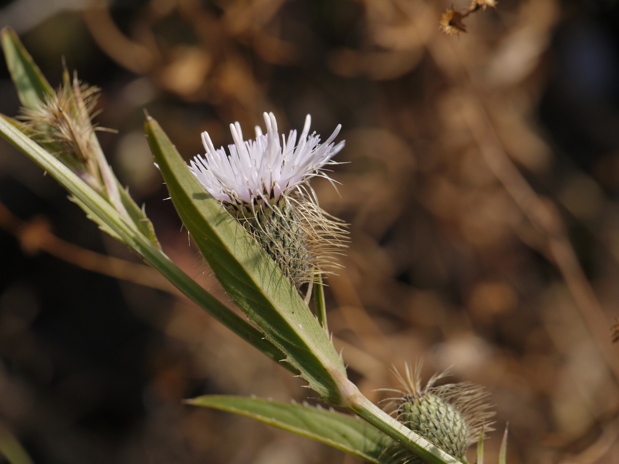 Tricholepis amplexicaulis C.B.Clarke