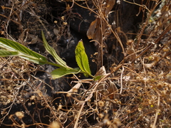 Tricholepis amplexicaulis