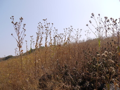 Tricholepis amplexicaulis