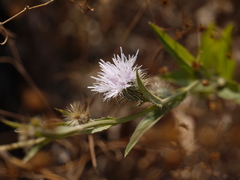 Tricholepis amplexicaulis