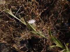 Tricholepis amplexicaulis