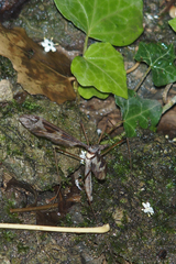 Tipula maxima