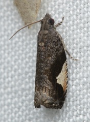 Statherotis pendulata