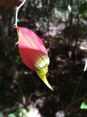 Crotalaria grevei
