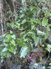 Clematis forsteri
