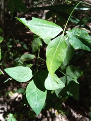 Crotalaria grevei