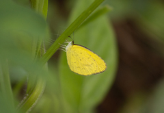 Eurema laeta