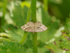 Chrysolarentia subrectaria