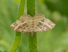 Chrysolarentia subrectaria
