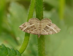 Chrysolarentia subrectaria