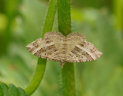 Chrysolarentia subrectaria