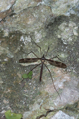 Tipula maxima