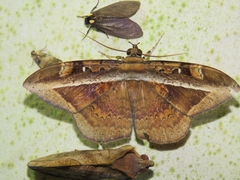 Hemeroblemma opigena
