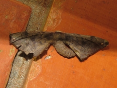 Phiditiidae