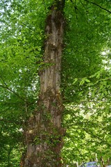 Carpinus betulus
