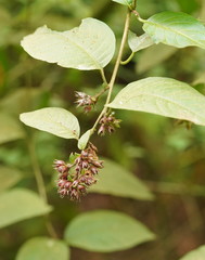 Cestrum elegans