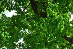 Quercus robur