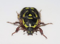 Chlorobapta frontalis