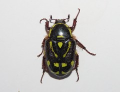 Chlorobapta frontalis