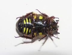 Chlorobapta frontalis