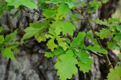 Quercus robur