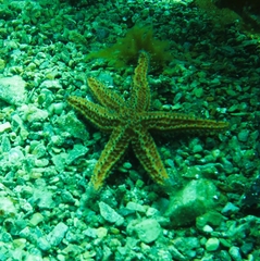 Uniophora granifera