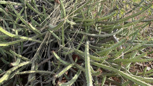 Euphorbia malevola image