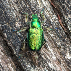 Diphucephala colaspidoides