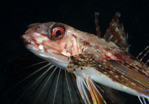 Flying Gurnard