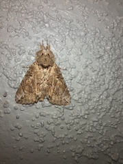 Plotheia exacta