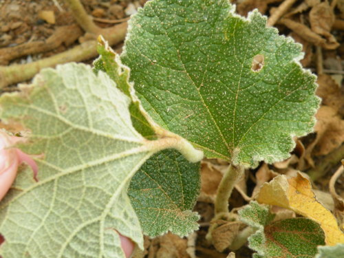 Image of Radyera urens by (c) Antoinette Eyssell Knox, some rights reserved (CC BY-SA)
