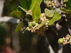 Atalantia racemosa
