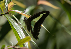 Graphium jugans kawaimitsuoi