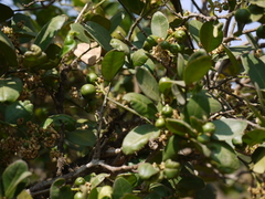 Atalantia racemosa